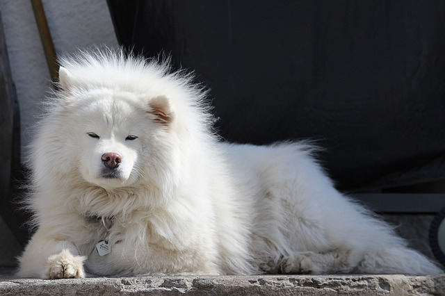 pes samojed