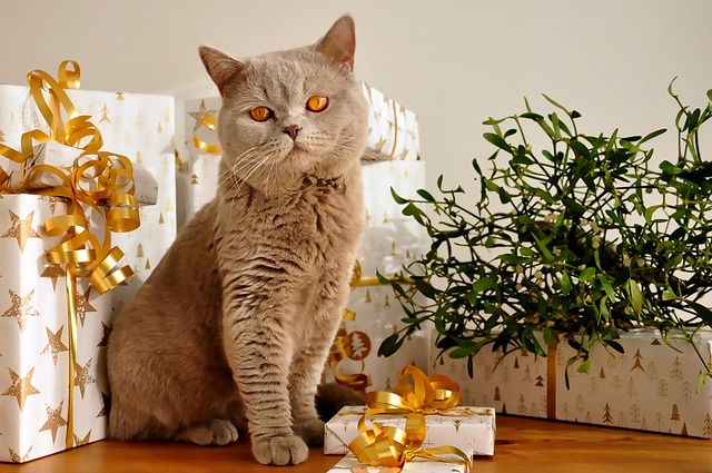 kočka u dárků
